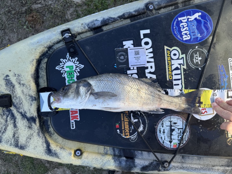 Fish Measure Picture